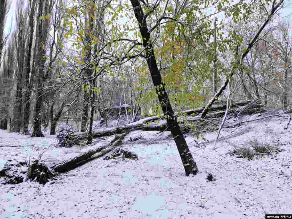 Тополя, валяющиеся на дорожке в Гагаринском парке