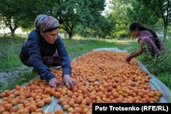 Өрік жинау науқаны. Тәжікстанның Соғды облысы, 15 маусым, 2024 жыл.