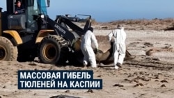 В Казахстане на побережье Каспийского моря массово гибнут краснокнижные тюлени: что происходит?