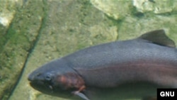 Радужная форель, вид лососевых рыб.
<a href = "http://en.wikipedia.org/wiki/Image:Steelhead.jpg" target=_blank>Wikipedia. GNU Free Documentation License</a>