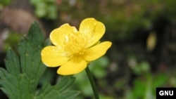 Лютик. (Ranunculus repens) <a href = "http://en.wikipedia.org/wiki/Image:Creeping_butercup_close_800.jpg" target=_blank>Wikipedia. GNU Free Documentation</a>.