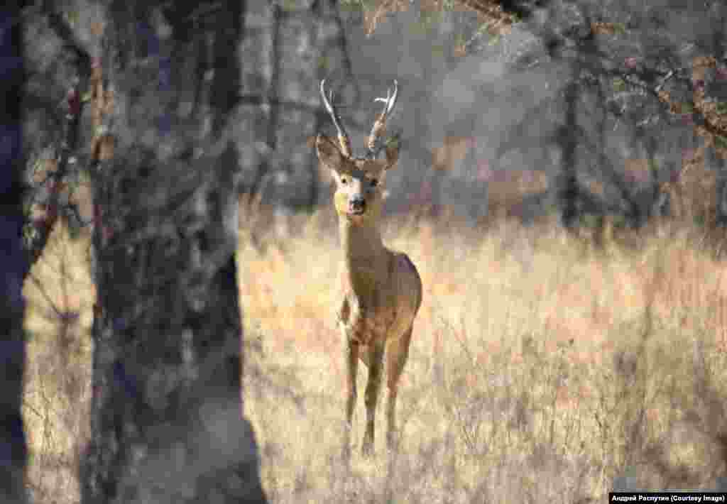 Wildlife Photos Siberia